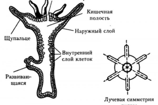 Кракен войти сегодня