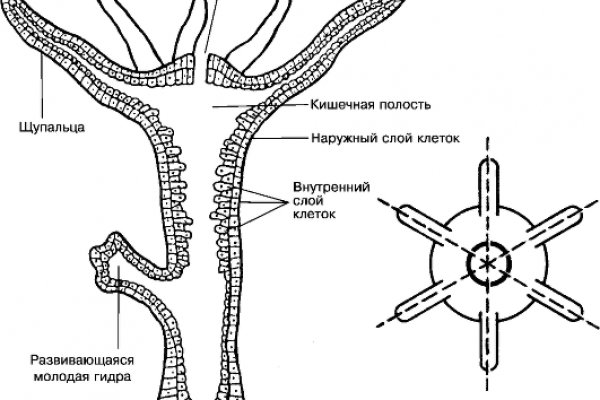 Кракен даркнет слушать